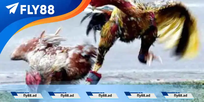 Gà tre Thái kiểng Gà tre Thái kiểng