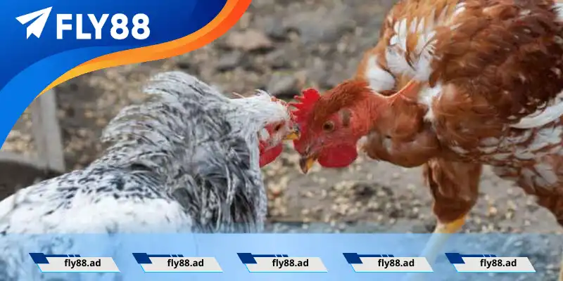 Thức ăn cho gà đá: Bộ phụ gia không thể thiếu Thức ăn cho gà đá: Bộ phụ gia không thể thiếu